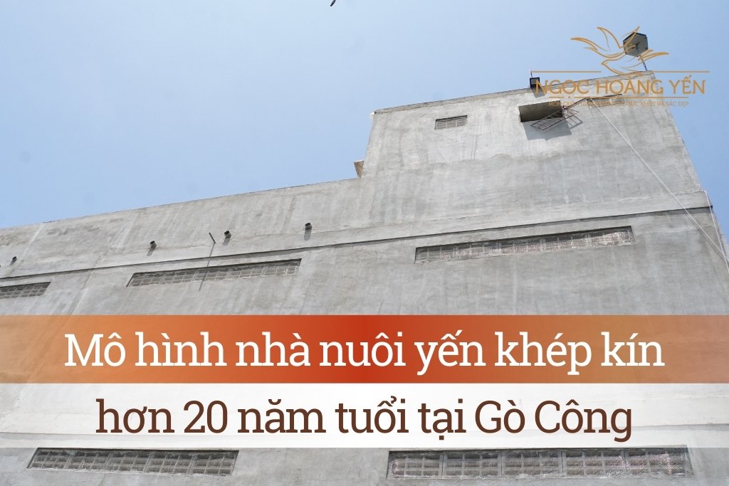 Mô hình nhà nuôi yến khép kín, hơn 20 năm tuổi tại Gò Công