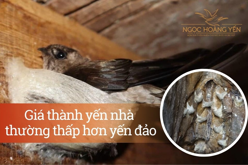 Giá thành yến nhà thường thấp hơn yến đảo