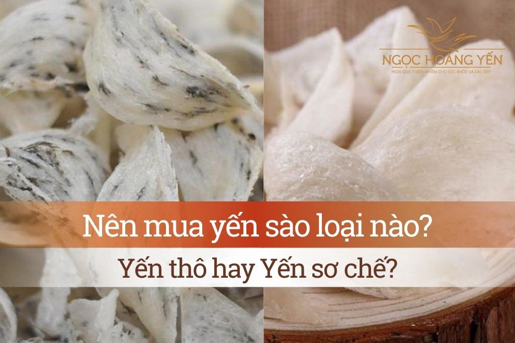 Nên mua yến sào loại nào? Yến thô hay Yến sơ chế?