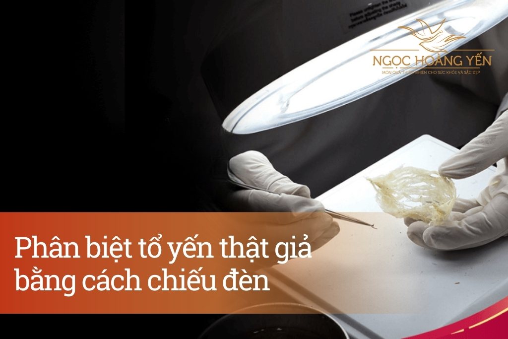 Phân biệt tổ yến thật giả bằng cách chiếu đèn