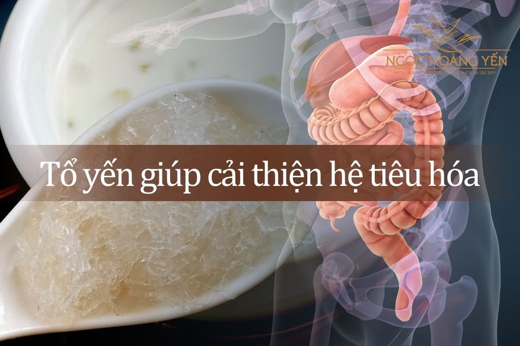 Tổ yến giúp cải thiện hệ tiêu hóa