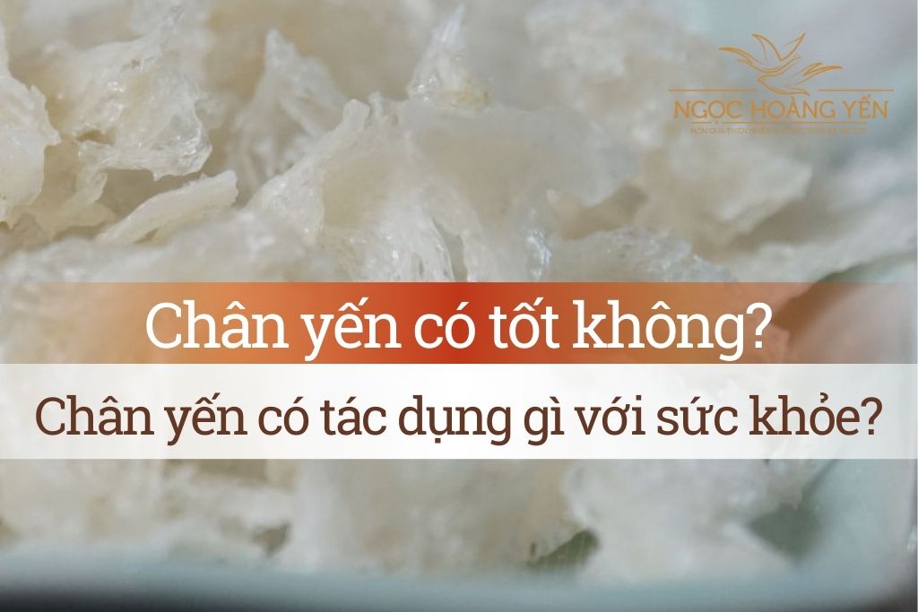 Chân yến có tốt không? Chân yến có tác dụng gì với sức khỏe?