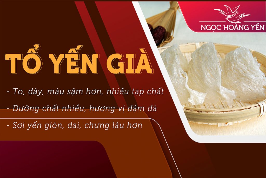 Đặc điểm của tổ yến già