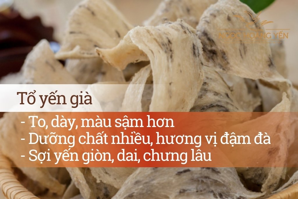 Đặc điểm tổ yến già