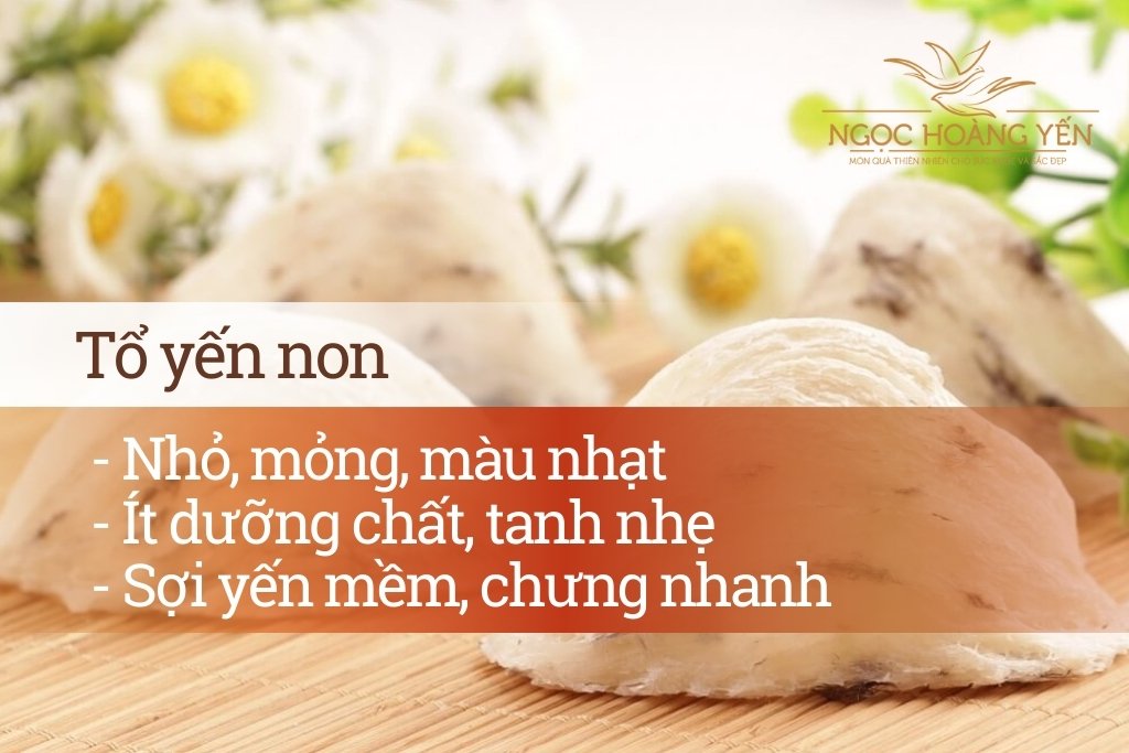 Đặc điểm tổ yến non