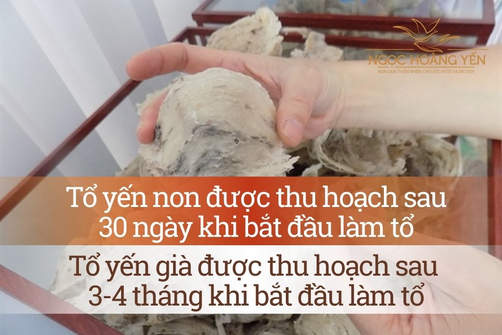 Phân biệt yến non và yến già