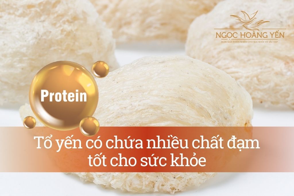 Tổ yến có chứa nhiều chất đạm tốt cho sức khỏe