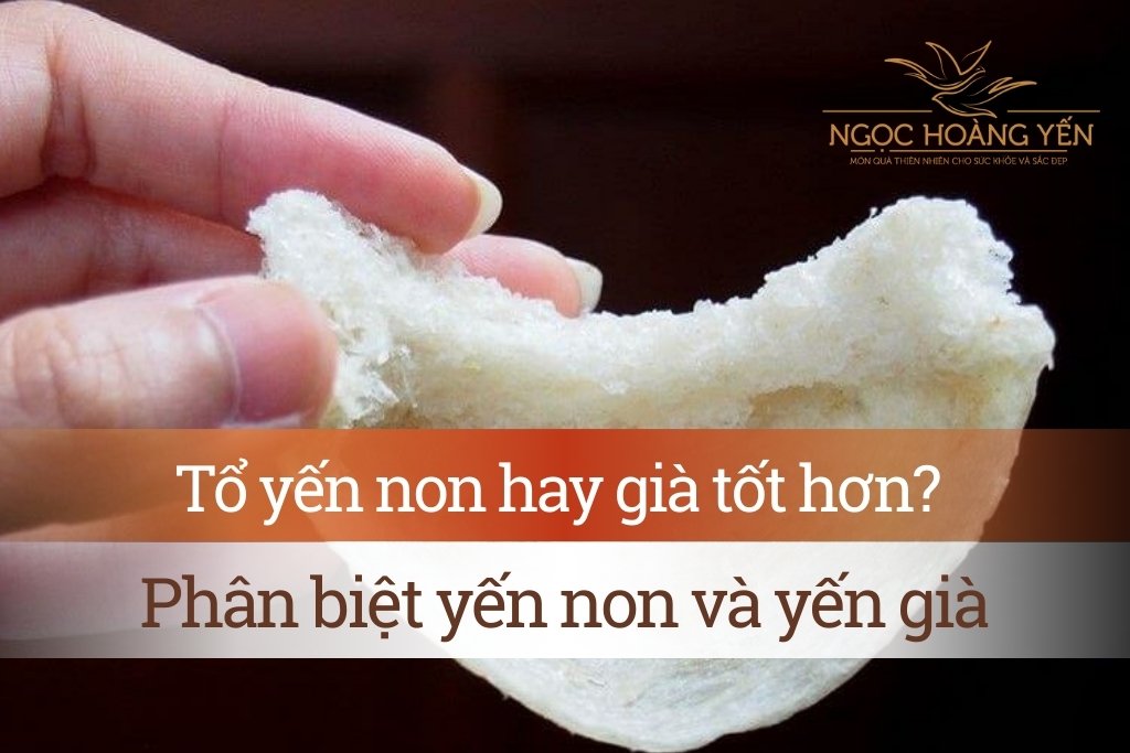 Tổ yến non hay già tốt hơn?
