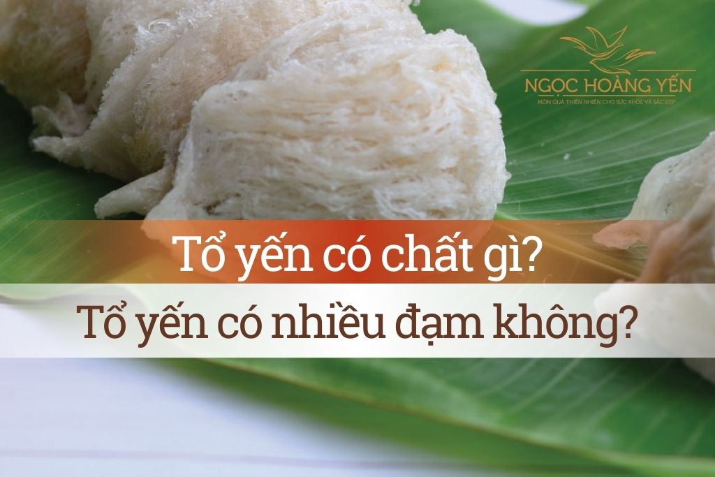 Trong tổ yến có chất gì? Tổ yến có nhiều đạm không?