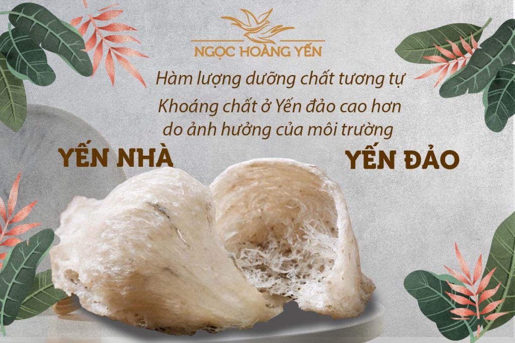 Hàm lượng dinh dưỡng của yến đảo và yến nhà gần tương tự