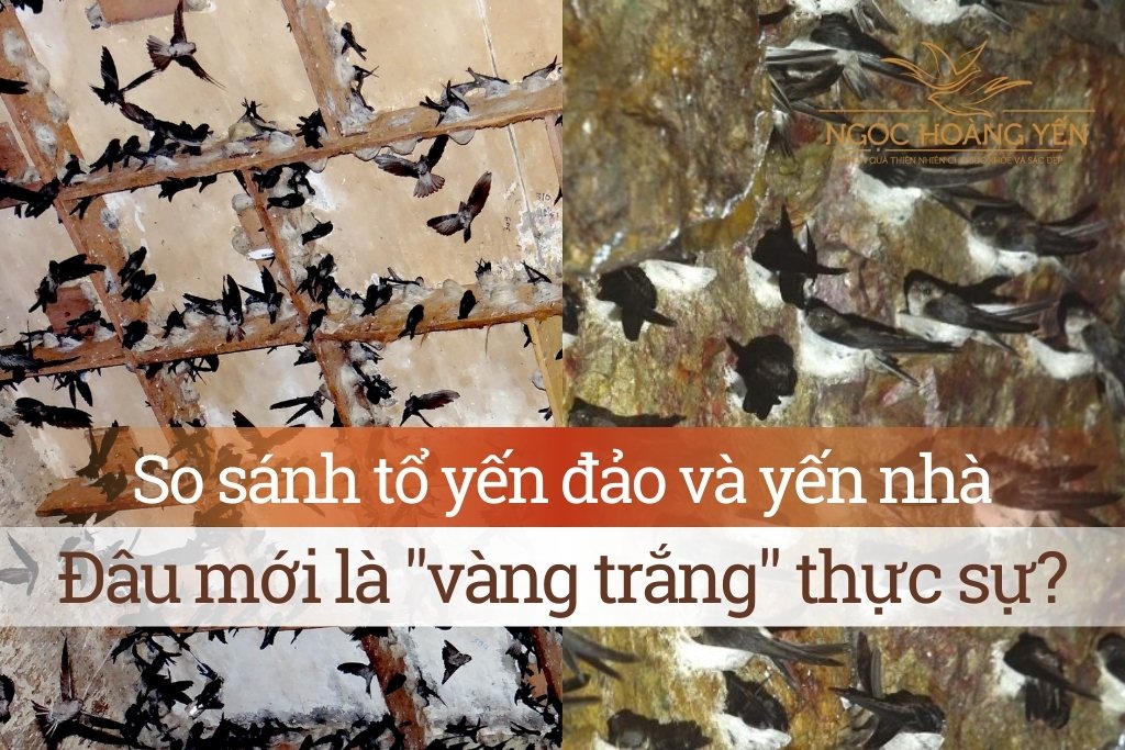 So sánh tổ yến đảo và yến nhà - Đâu mới là "vàng trắng" thực sự?