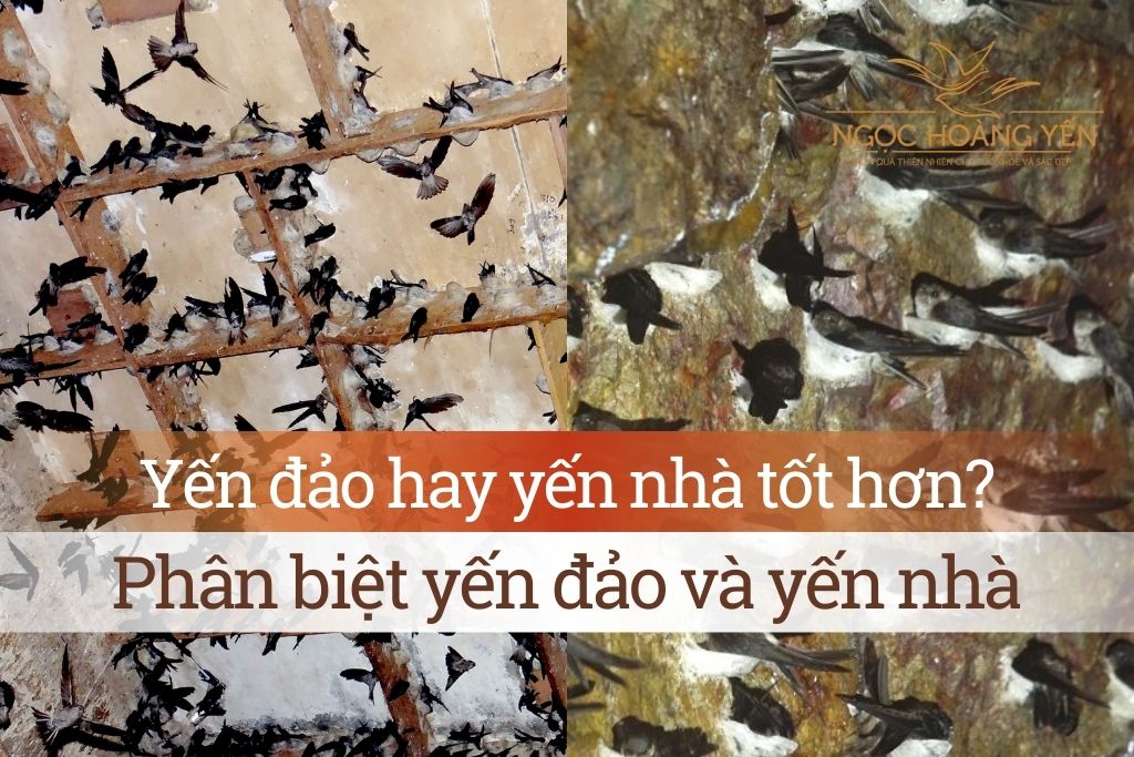 Yến đảo hay Yến nhà tốt hơn? Phân biệt Yến đảo và Yến nhà