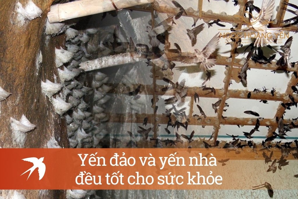 Yến đảo và yến nhà đều tốt cho sức khỏe
