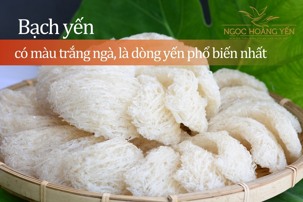 Bạch yến có màu trắng ngà, là dòng yến phổ biến nhất