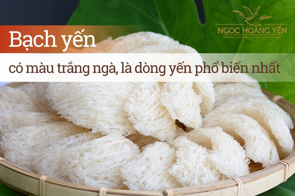 Bạch yến có màu trắng ngà, là dòng yến phổ biến