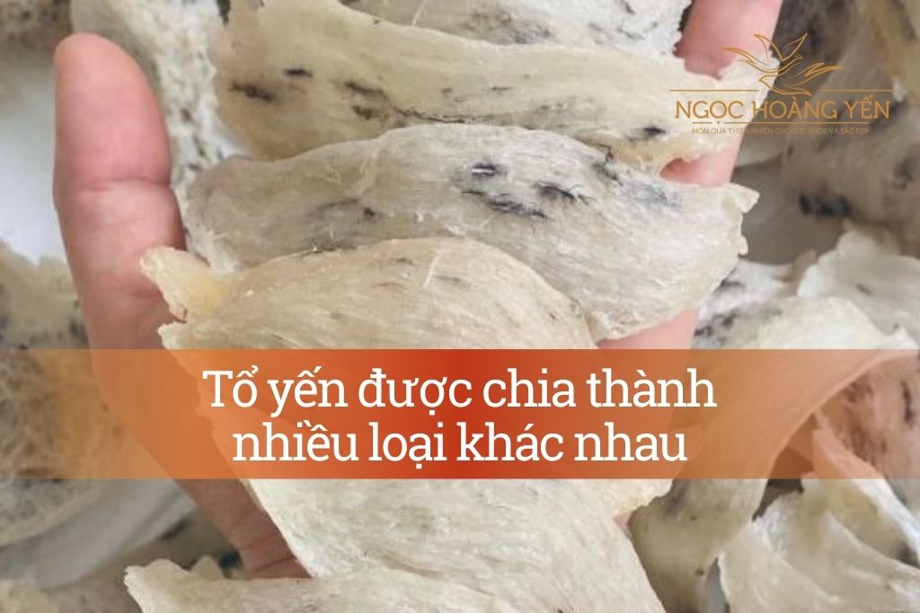 Tổ yến được chia thành nhiều loại