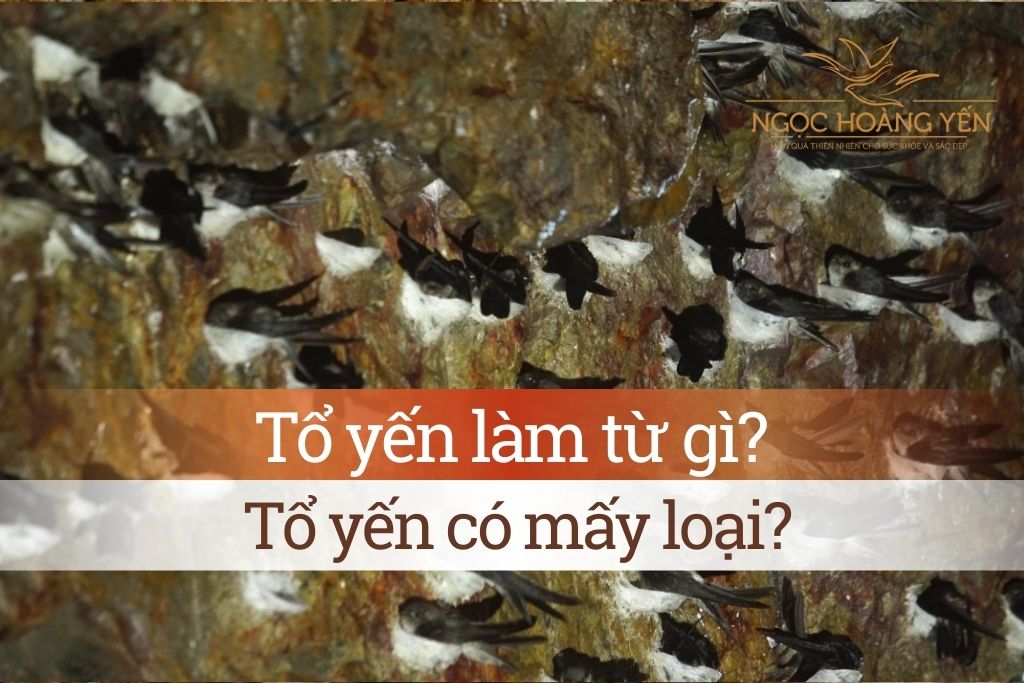 Tổ yến làm từ gì? Tổ yến có mấy loại?