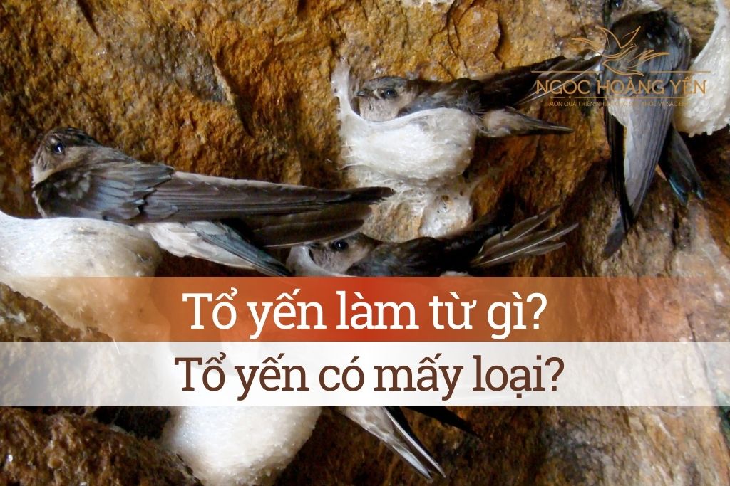 Tổ yến làm từ gì? Tổ yến có mấy loại?