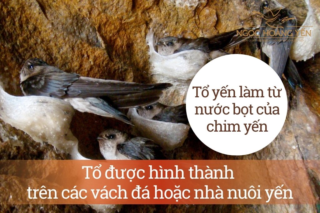 Tổ yến làm từ nước bọt của chim yến