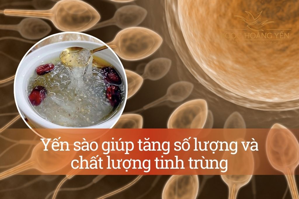Yến sào giúp tăng số lượng và chất lượng tinh trùng