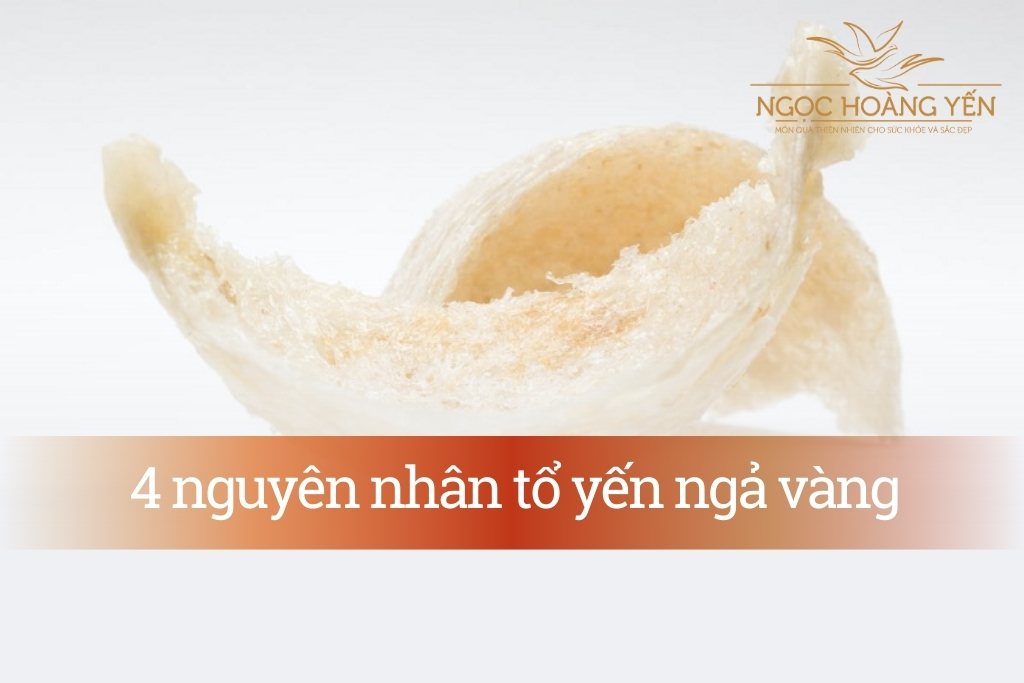 4 nguyên nhân tổ yến ngả vàng