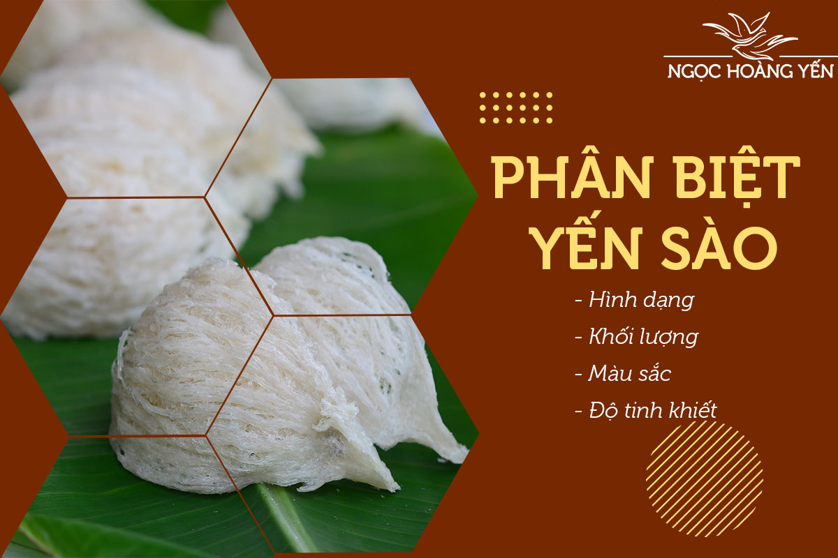 Cách phân biệt yến sào dựa vào hình dạng, khối lượng, màu sắc, độ tinh khiết