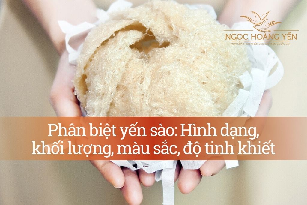 Phân biệt yến sào: Hình dạng, khối lượng, màu sắc, độ tinh khiết