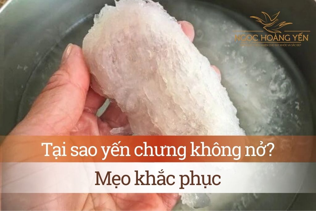Tại sao chưng yến không nở? Mẹo khắc phục
