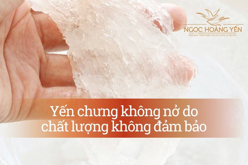 Yến chưng không nở do chất lượng không đảm bảo