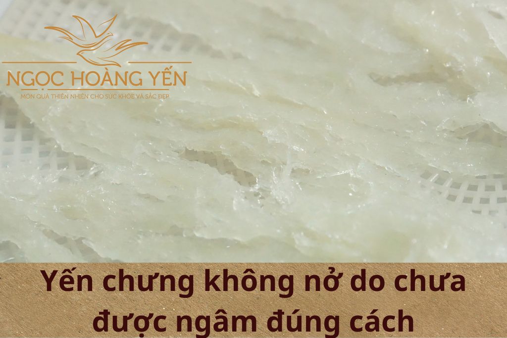 Yến chưng không nở do chưa được ngâm đúng cách