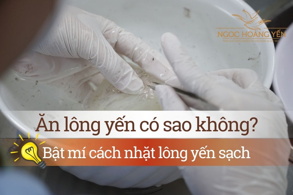 Ăn lông yến có sao không? Bật mí cách nhặt lông yến sạch