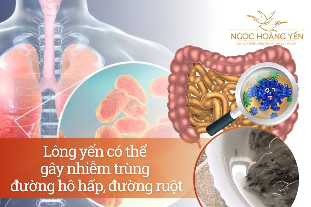 Lông yến có thể gây nhiễm trùng đường hô hấp, đường ruột