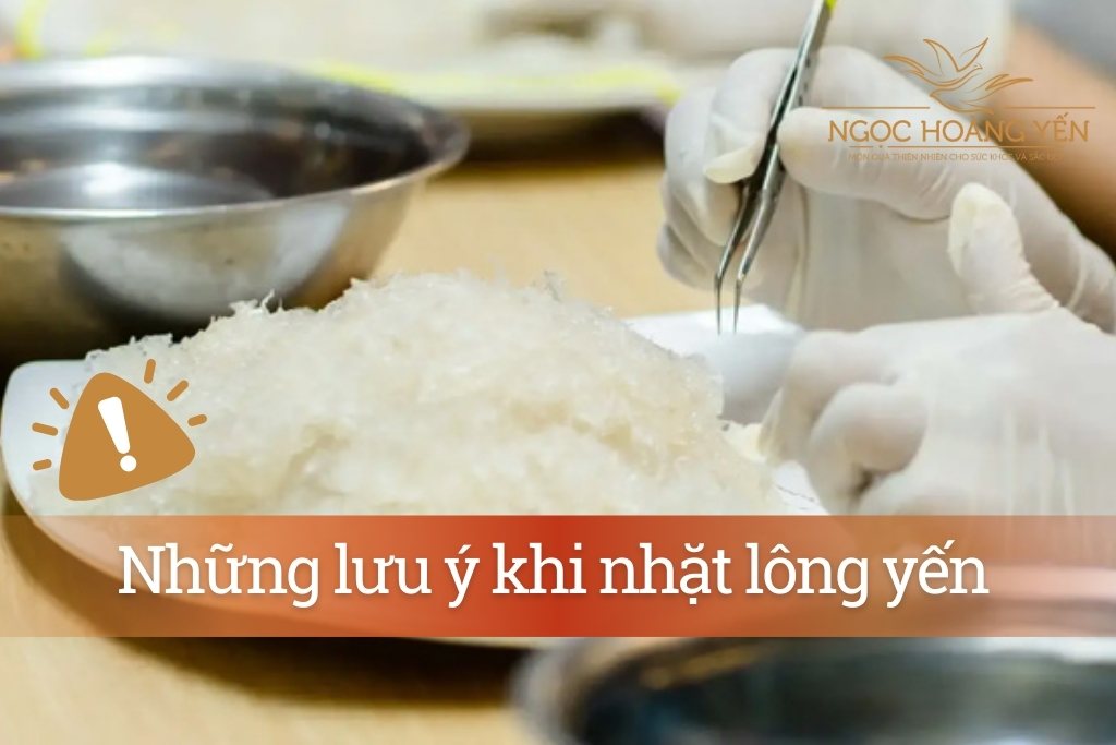 Những lưu ý khi nhặt lông yến