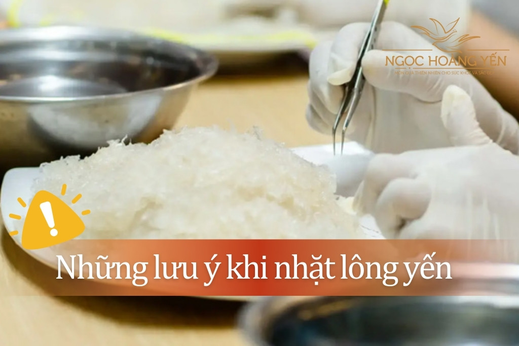 Những lưu ý khi nhặt lông yến