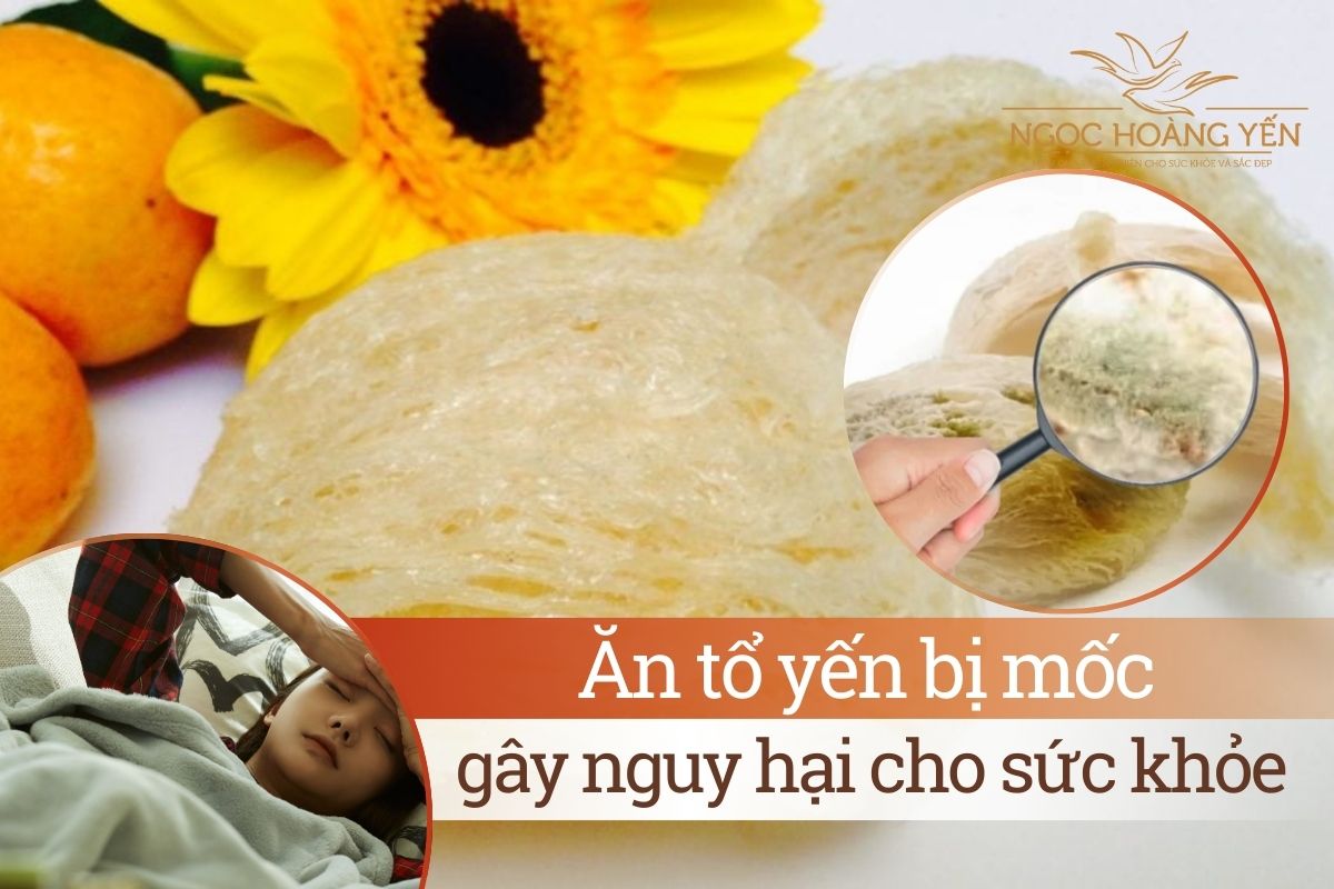 Ăn tổ yến bị mốc sẽ gây nguy hại cho sức khỏe