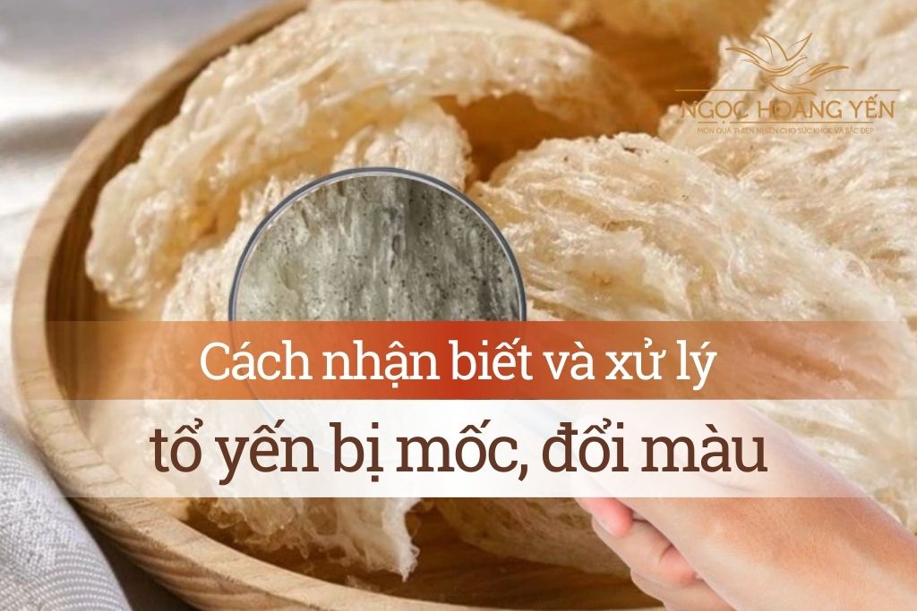 Cách nhận biết và xử lý tổ yến bị mốc, đổi màu