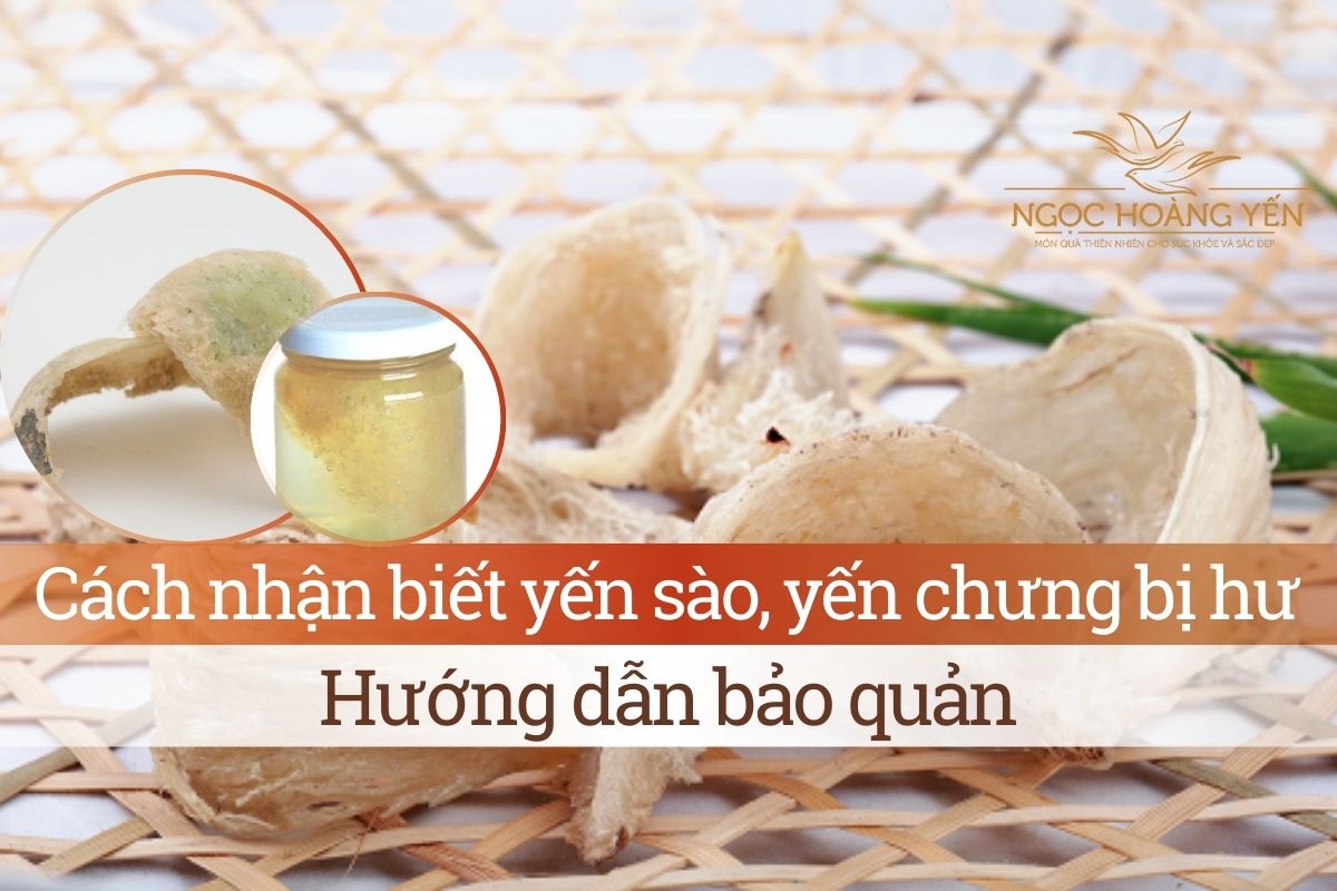 Cách nhận biết yến sào, yến chưng bị hư và hướng dẫn bảo quản