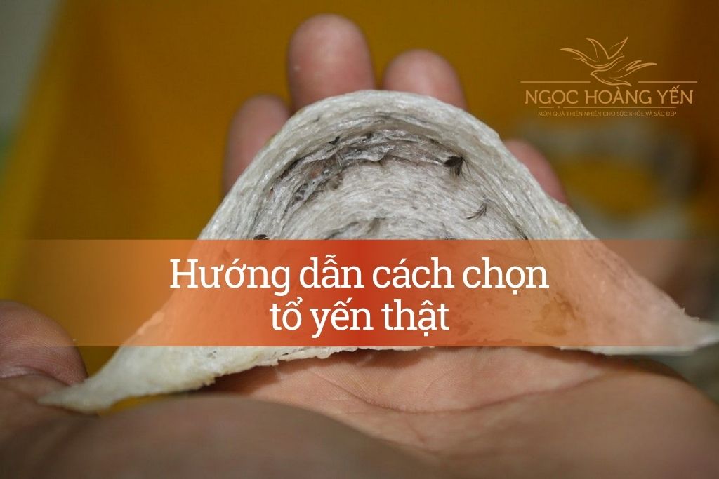 Hướng dẫn cách chọn tổ yến thật