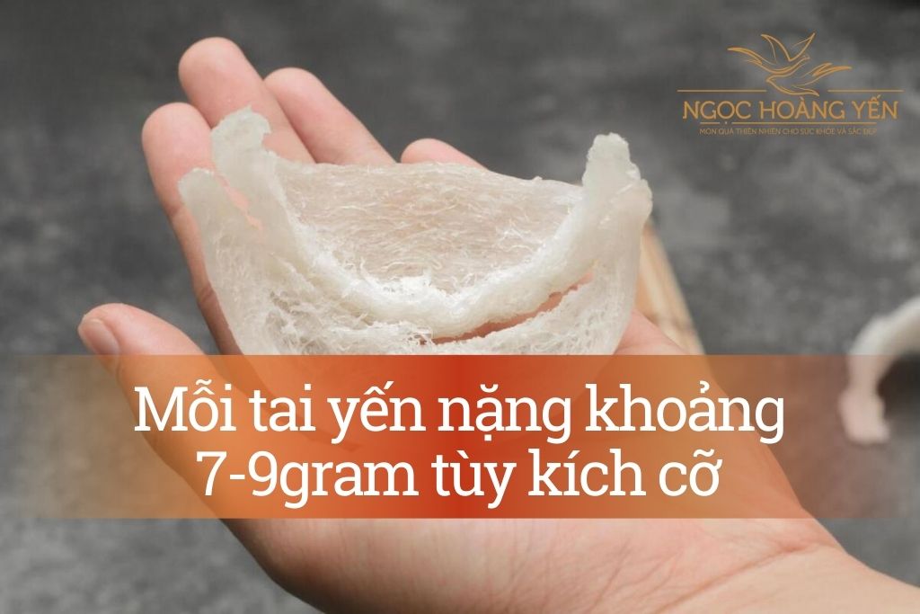 Mỗi tai yến nặng khoảng 7-9 gram tùy kích cỡ