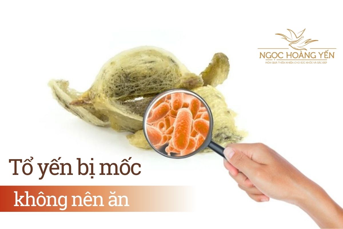 Nếu phát hiện tổ yến bị mốc thì không nên ăn