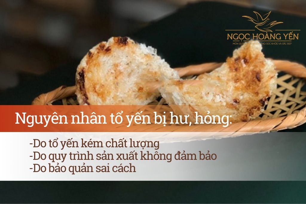 Nguyên nhân tổ yến bị hư, hỏng