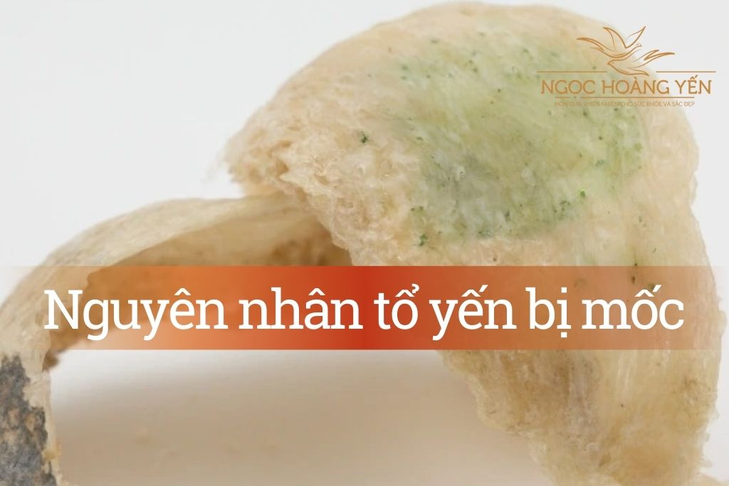 Nguyên nhân tổ yến bị mốc