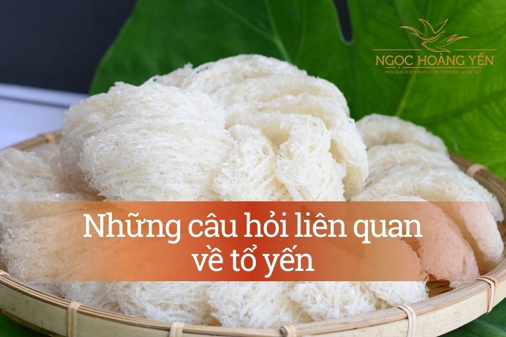 Những câu hỏi liên quan về tổ yến