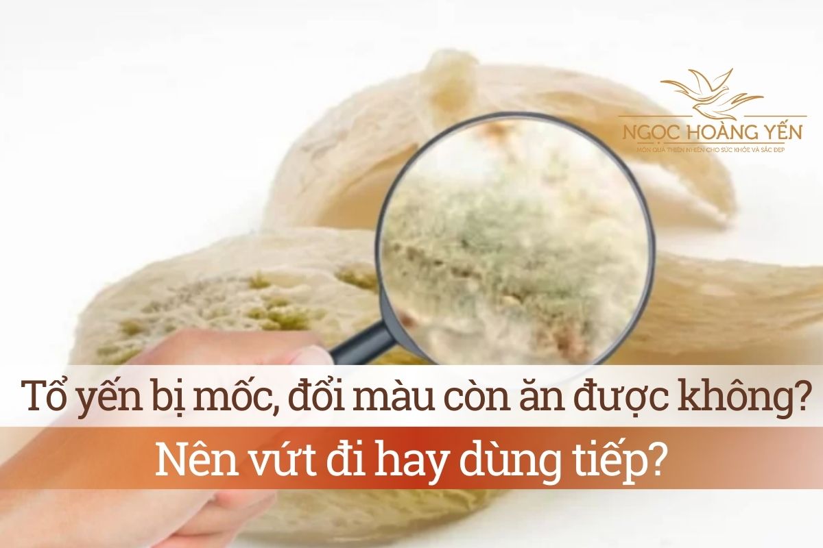 Tổ yến bị mốc, đổi màu còn ăn được không? Nên vứt đi hay dùng tiếp?