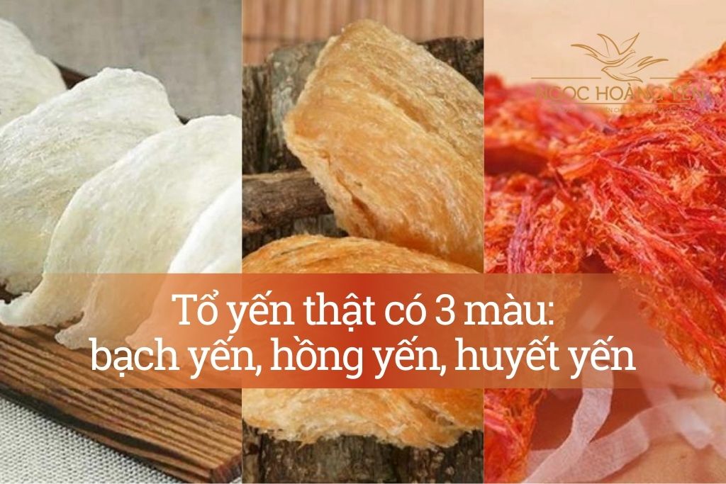 Tổ yến thật có 3 màu: bạch yến, hồng yến, huyết yến