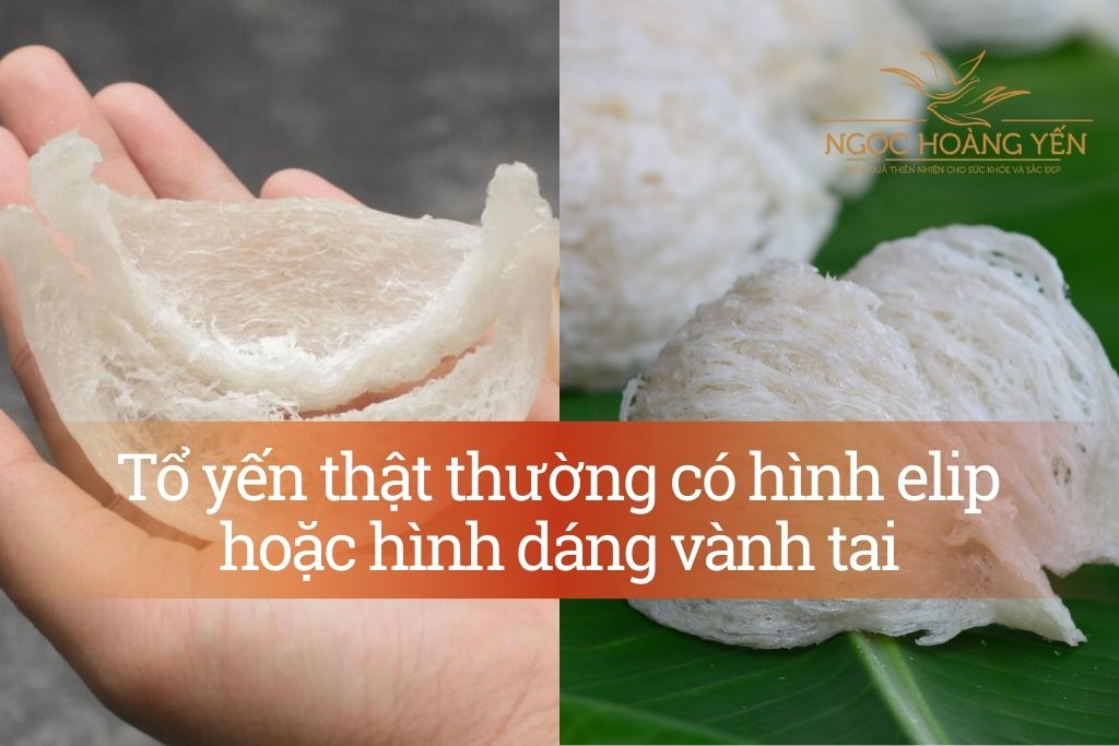 Tổ yến thật thường có hình elip hoặc hình dáng vành tai