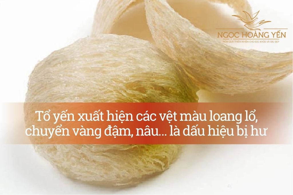 Tổ yến xuất hiện các vệt màu loang lổ, chuyển vàng đậm, nâu… là dấu hiệu yến hư