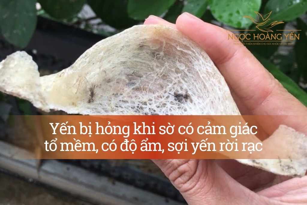 Yến bị hỏng khi sờ có cảm giác tổ mềm, có độ ẩm, sợi yến rời rạc