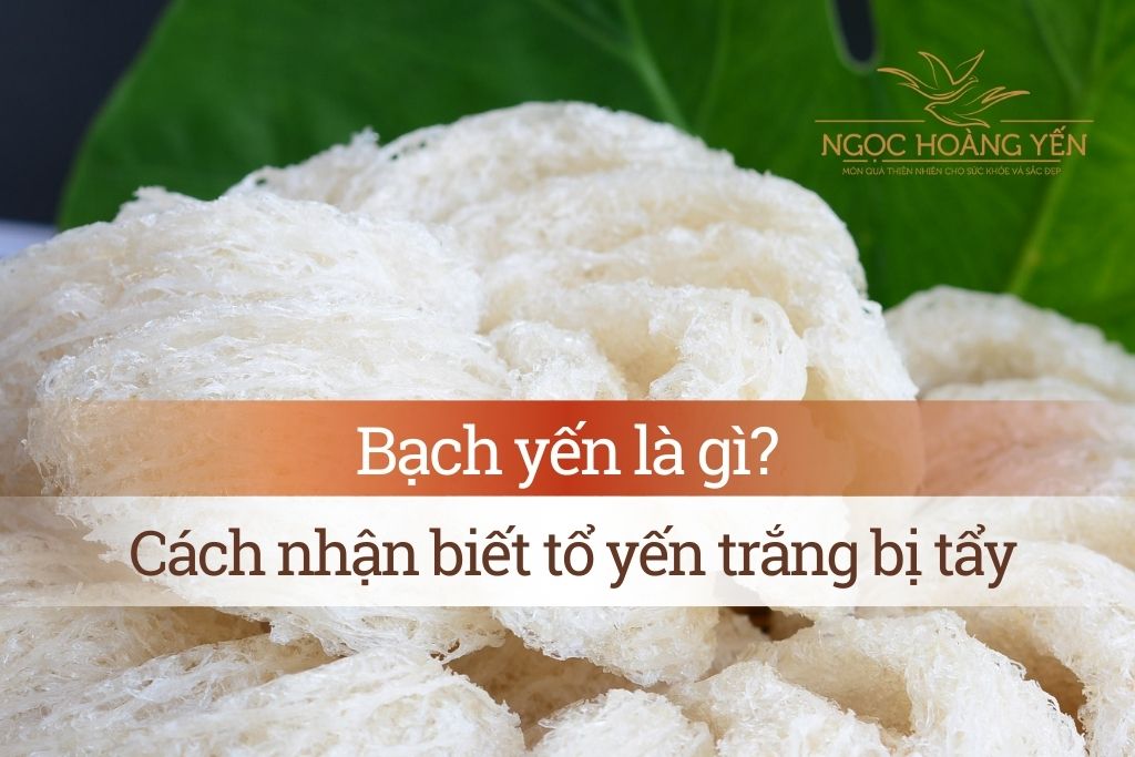 Bạch yến là gì? Cách nhận biết tổ yến trắng bị tẩy