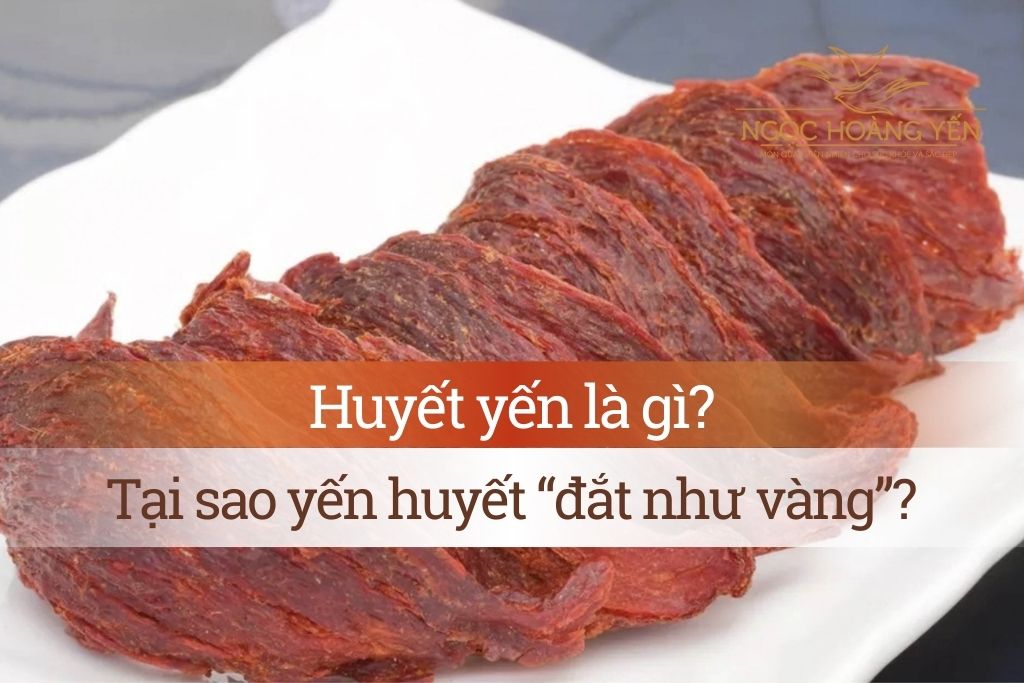 Huyết yến là gì? Tại sao yến huyết “đắt như vàng”?